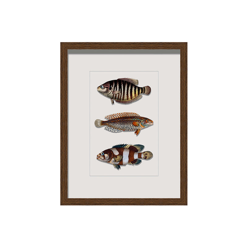 Framed Vintage Wall Art of Fish Illustration in Wood