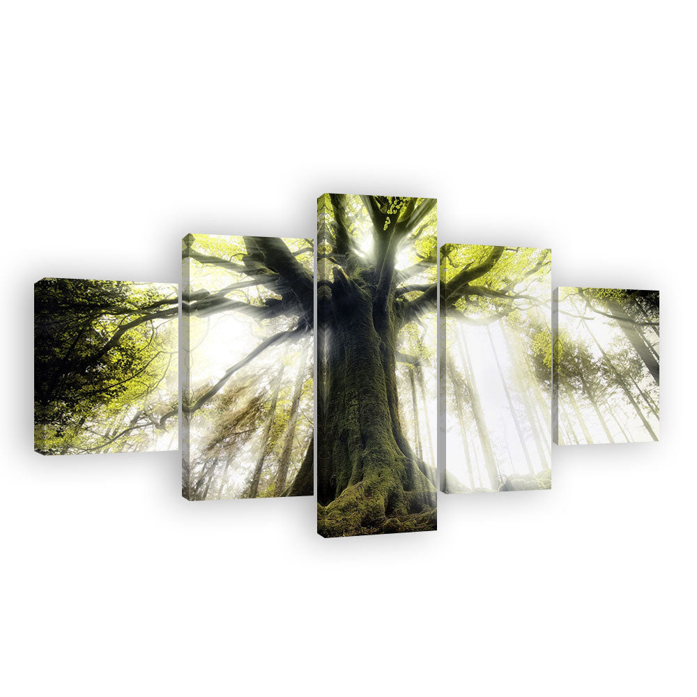 Majestic Pontus Tree Canvas Wall Art