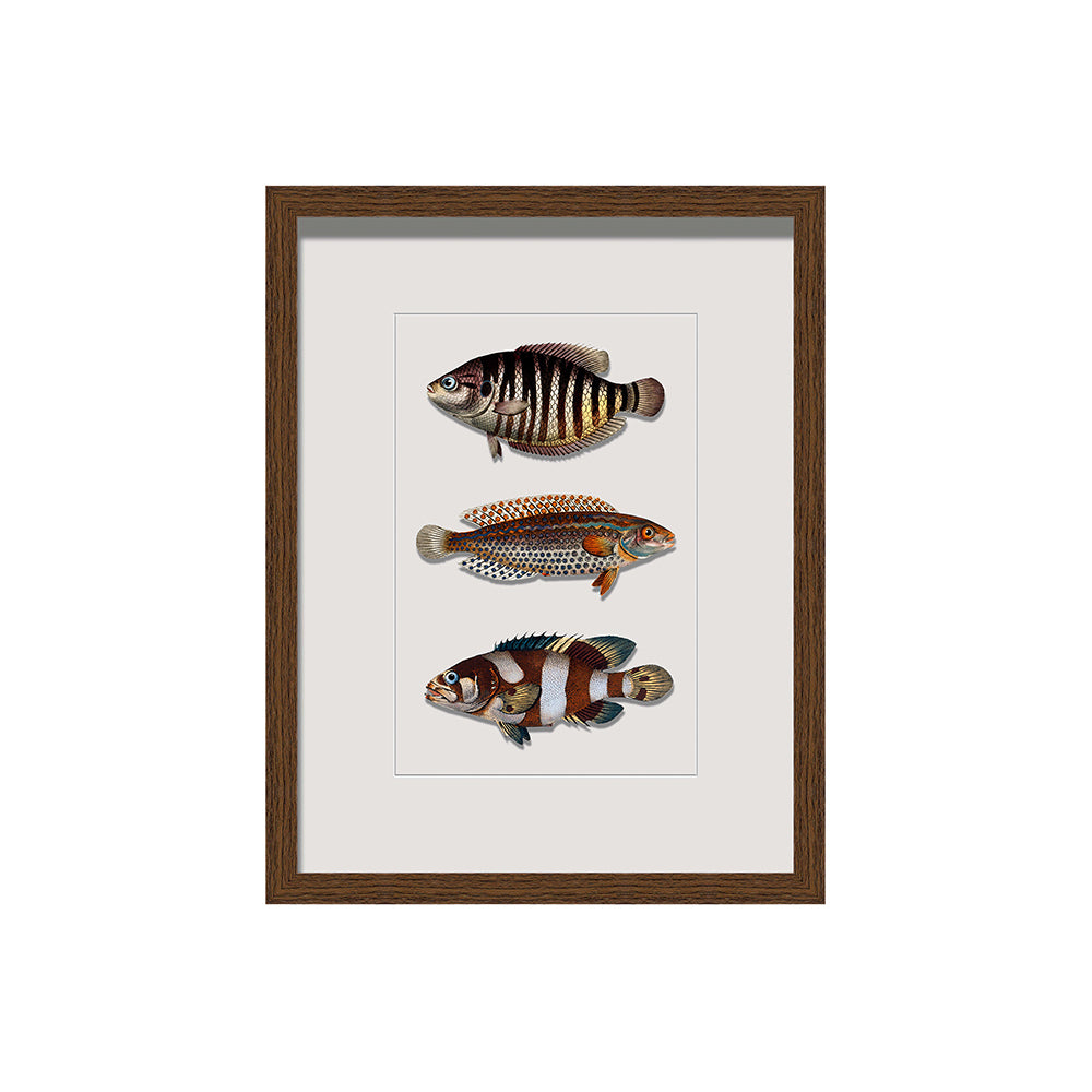 Framed Vintage Wall Art of Fish Illustration in Wood 