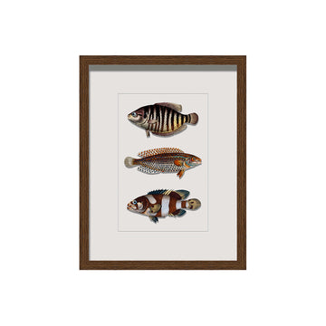 Framed Vintage Wall Art of Fish Illustration in Wood 