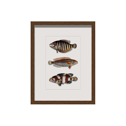 Framed Vintage Wall Art of Fish Illustration in Wood