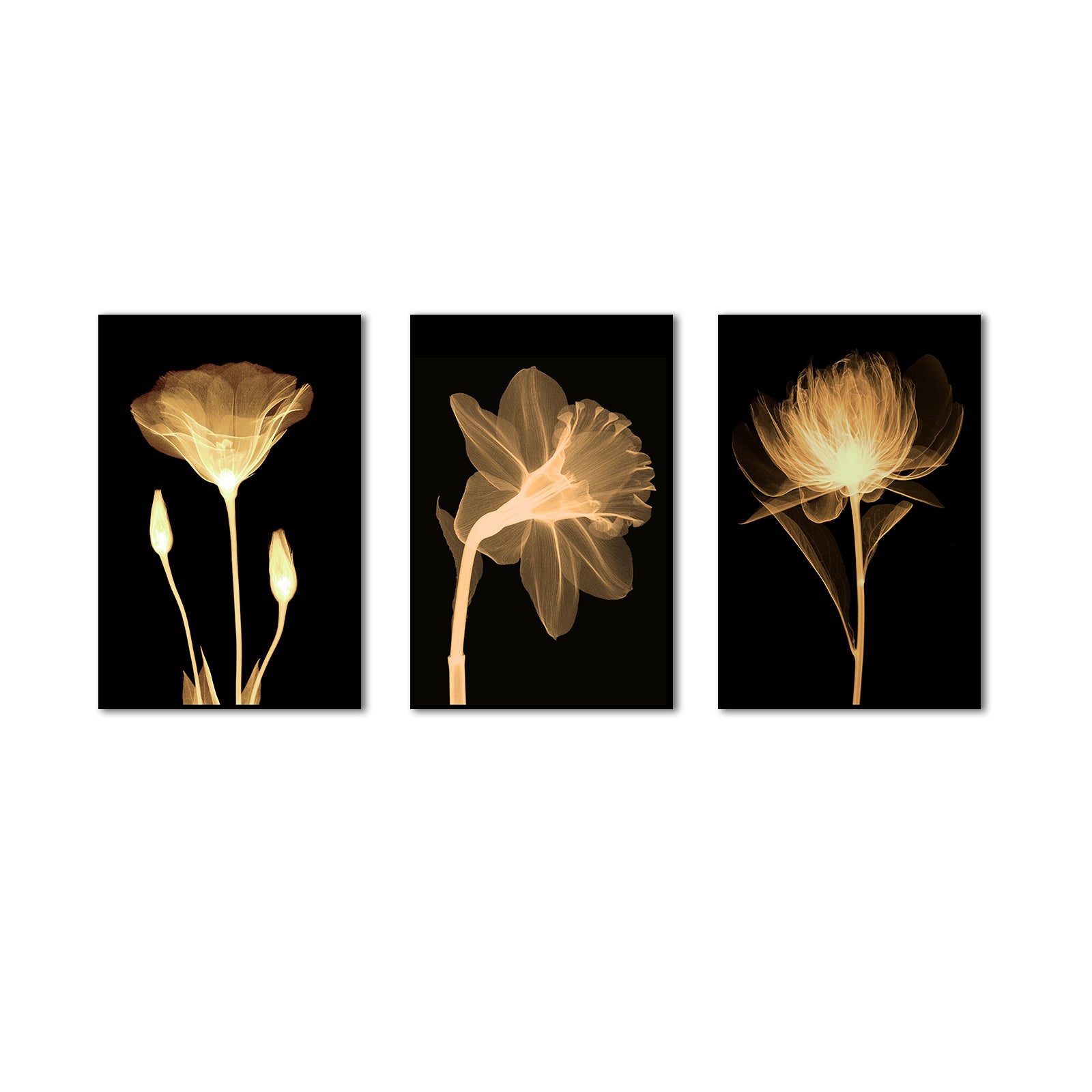 3 Piece Nordic Transparent Flowers in Black Canvas Wall Art