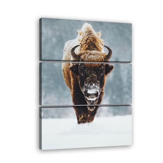 Wild Bison in Snow Canvas Wall Art