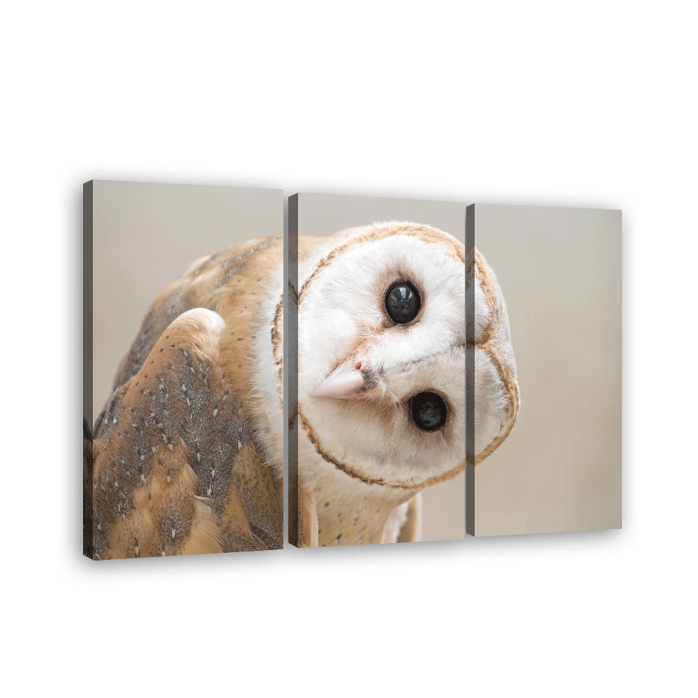 Barn Owl Canvas wall art