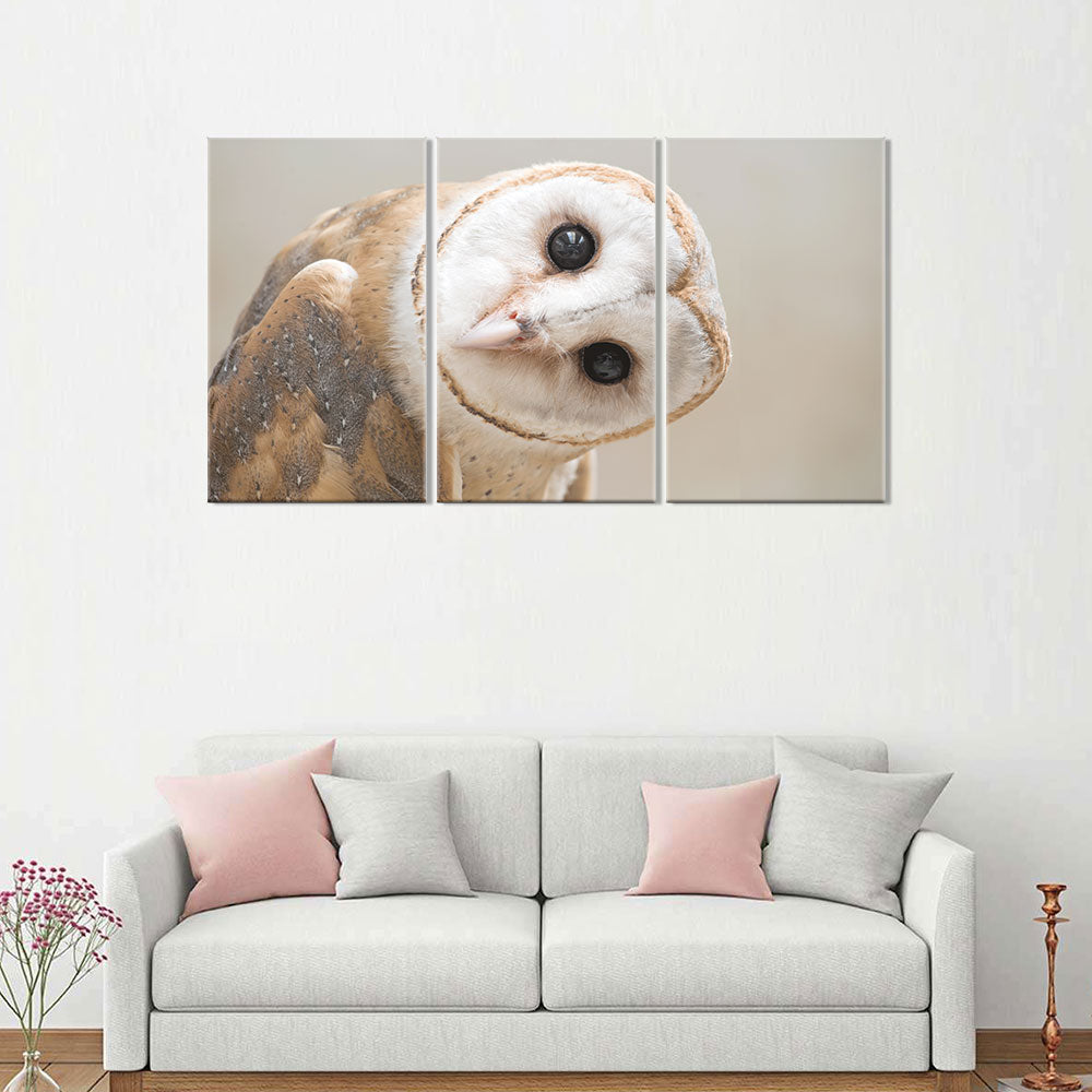 Barn Owl Canvas wall art